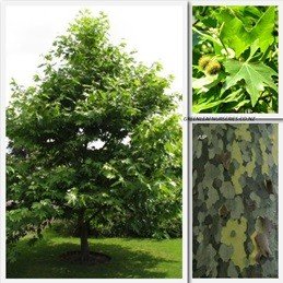 Platanus orientalis, Oriental Plane - Pb18