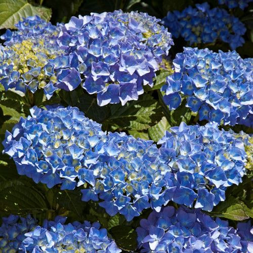 Hydrangea Blue Diamond - Pb6.5