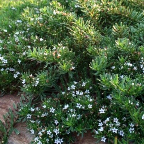 Myoporum parvifolium - Pb6.5 - Image 2