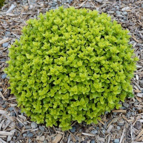 Pittosporum Midget - Pb5