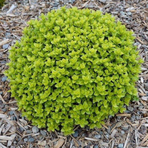 Pittosporum Midget - Pb5 - Image 2