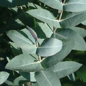 Eucalyptus nitens, Shining Gum - Pb6.5