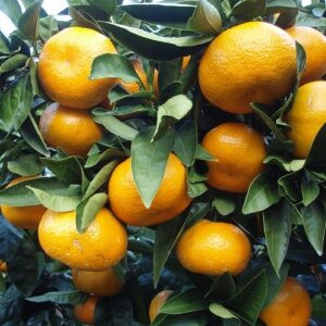 Mandarin Miyagawa - Pb8