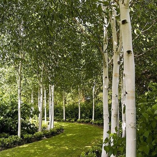 Betula utilis Whitespire, Himalayan Birch - Pb28/40 (2m - 2.5m) - Image 2