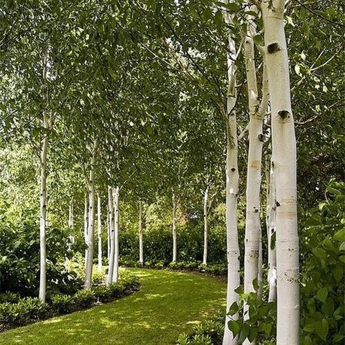Betula utilis Whitespire, Himalayan Birch - Pb28/40 (2m - 2.5m)