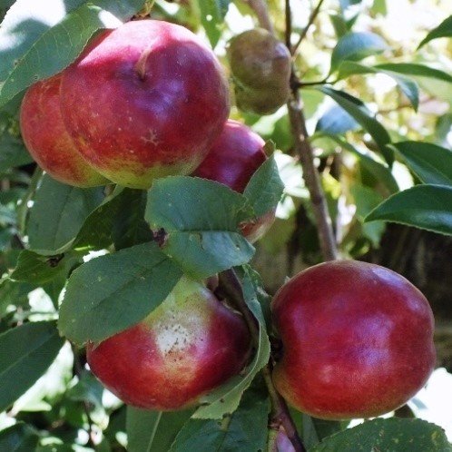 Nectarine Snow Queen - Pb18/Pb28