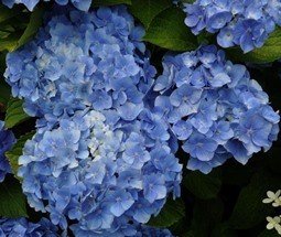 Hydrangea Bodensee - Pb6.5