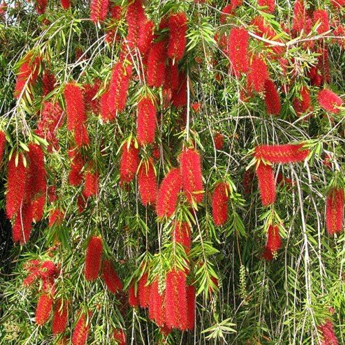 Callistemon viminalis, Weeping Bottlebrush - Pb6.5
