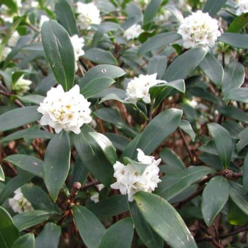 Daphne odora Alba - Pb6.5 - Image 2