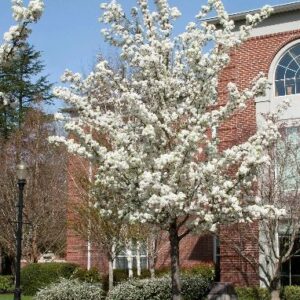 Pyrus c. Bradford - 2.6m tall
