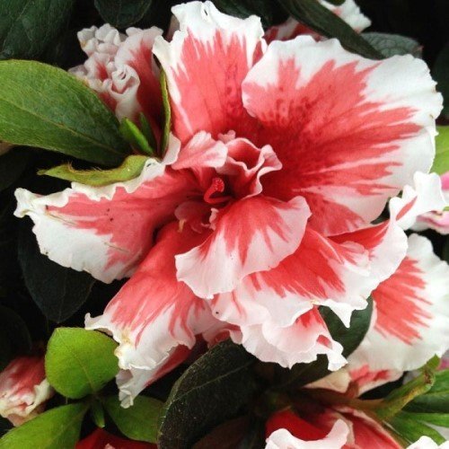 Azalea Mardi Gras - 1.25Ltr - Image 2