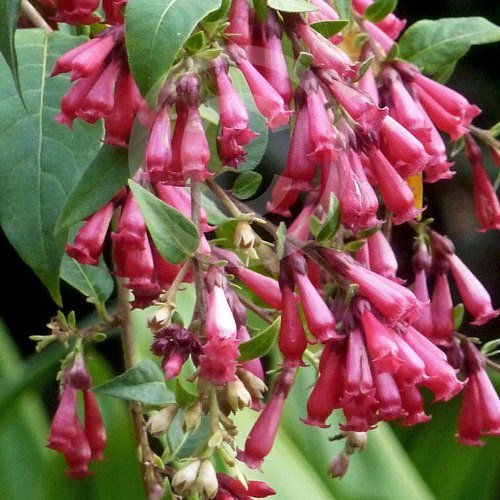 Cestrum newellii - pb5 (35/45) - Image 2
