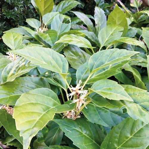 Pachysandra axillaris, Japanese Spurge - 2Ltr - Image 2