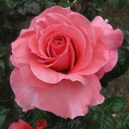 Rose Kathryn McGredy (bush, hyb. tea)