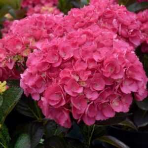 Hydrangea Merveille Sanguine - Pb6.5 (10/40)