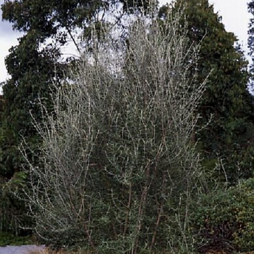 Olearia Dartonii, Twiggy Daisy Tree - Pb6.5/Pb8 (1m -1.5m)