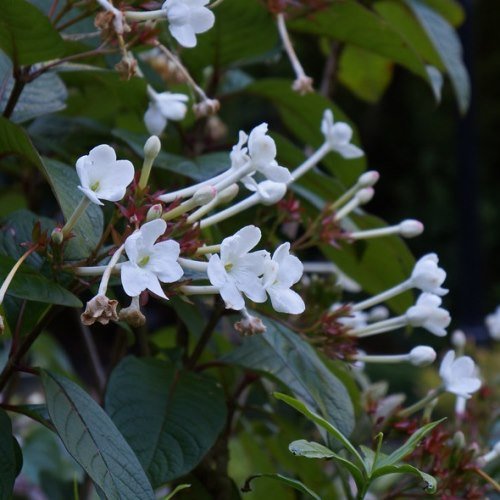 Luculia grandiflora - 3Ltr - Image 2