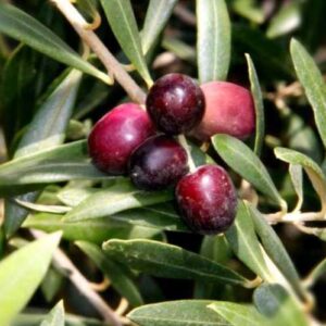 Olive El Greco - 25Ltr/35Ltr 200