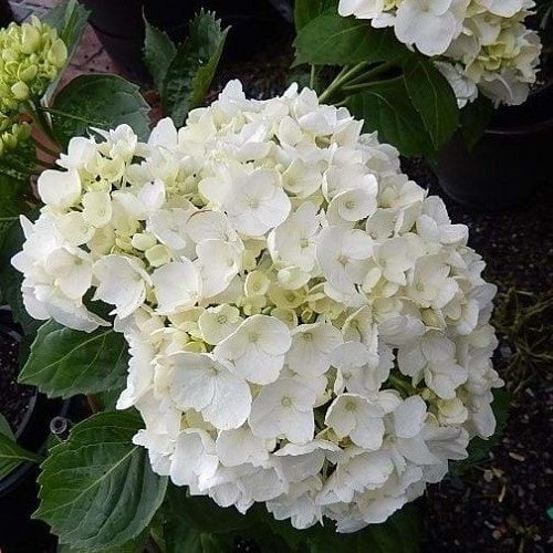 Hydrangea White Swan - 3.5Ltr - Image 2