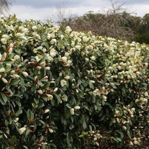 Magnolia Velvet And Cream