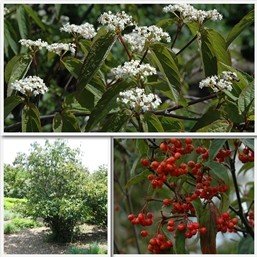 Viburnum setigerum - Pb6.5