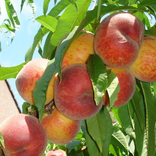 Peach Double Golden Queen/Springcrest - Image 2