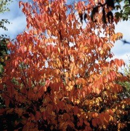 Prunus sargentii, Sargent's Cherry - Pb28