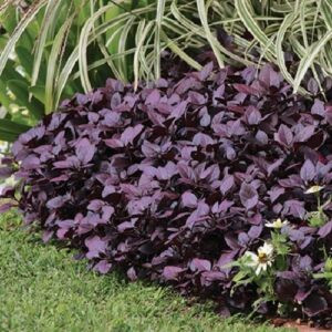 Alternanthera Little Ruby - 2Ltr/2.4Ltr
