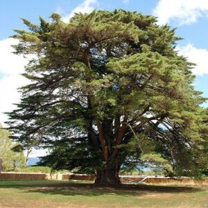 Cupressus macrocarpa - Pb5