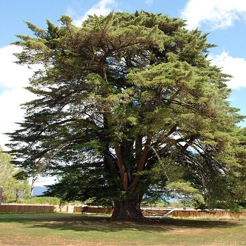 Cupressus macrocarpa - Pb5