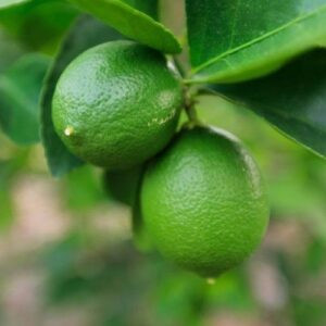 Lime Sublime - 2.5Ltr