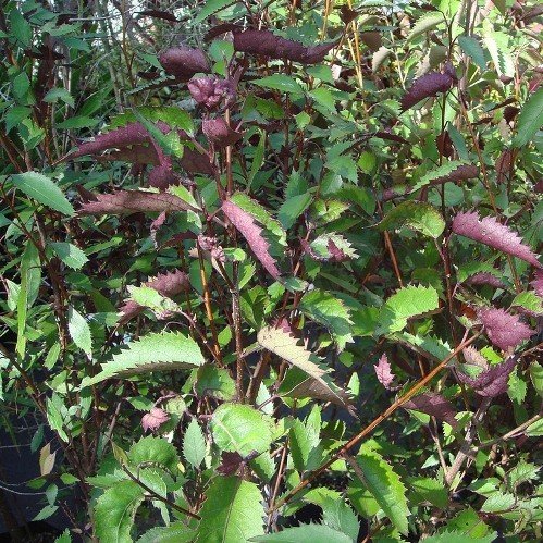 Hoheria p. Purpurea, Purple Lacebark - Pb5 - Image 2