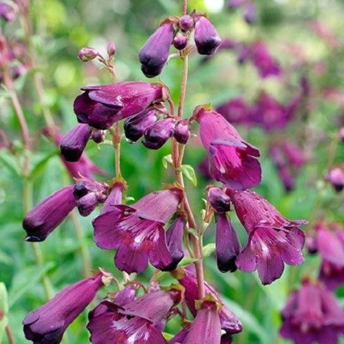 Penstemon Blackbird - Pot - Image 2