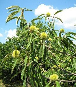 Castanea 1005, Sweet Chestnut - Pb28 (150/300)