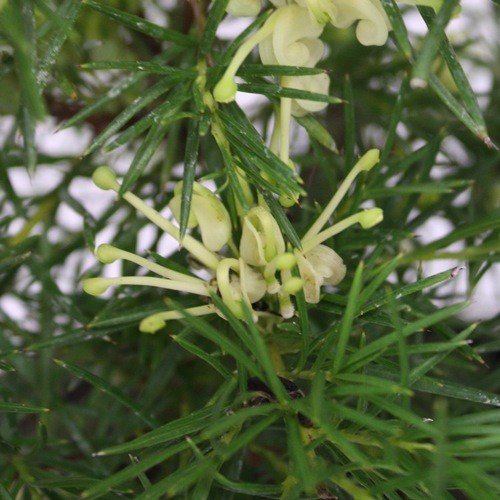 Grevillea Cream and Green - Pb5/2Ltr (20/30) - Image 2