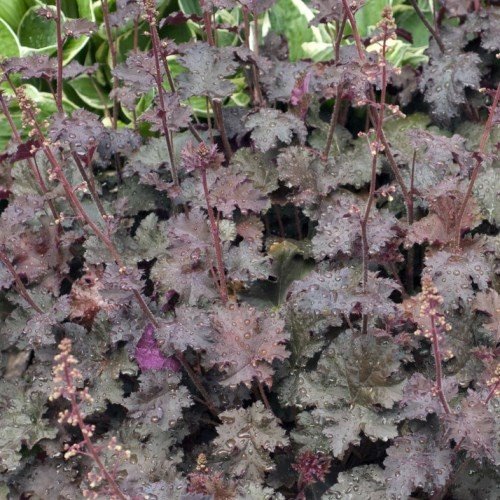 Heuchera Palace Purple - 2Ltr - Image 2