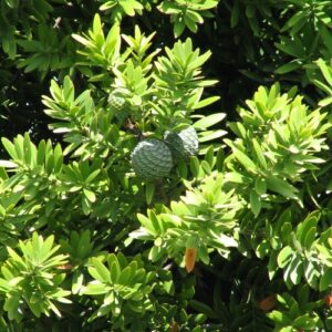 Agathis australis, Kauri - Pb12