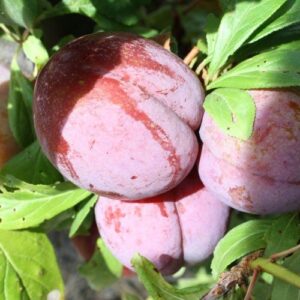 Plum Sultan - Pb18