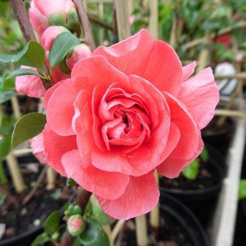 Chaenomeles Pink Storm, Flowering Quince - 2.5Ltr - Image 2
