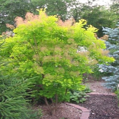 Cotinus Golden Spirit, Golden Smoke Bush - Pot - Image 2