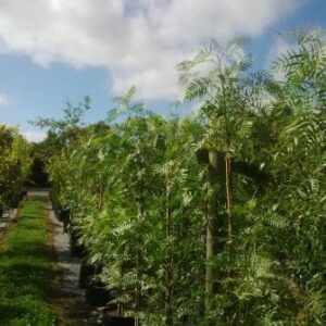 Schinus molle, Pepper Tree - Pb8 (40/70)