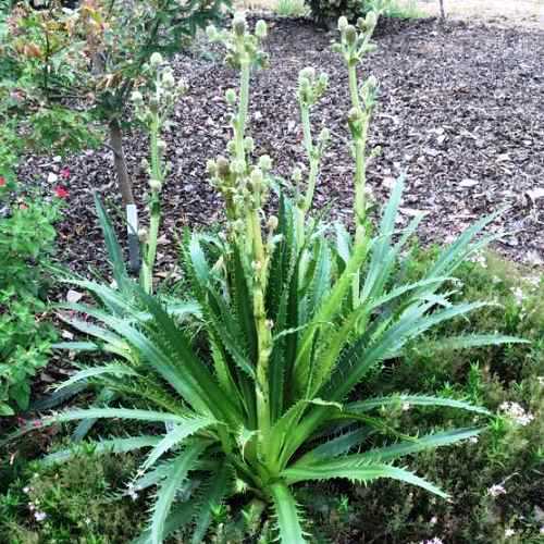 Eryngium agavifolium, Agave-Leaved Sea Holly - Pb5 - Image 2