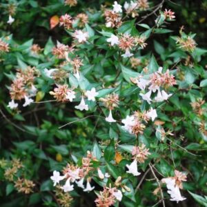 Abelia x grandiflora - Pb6.5