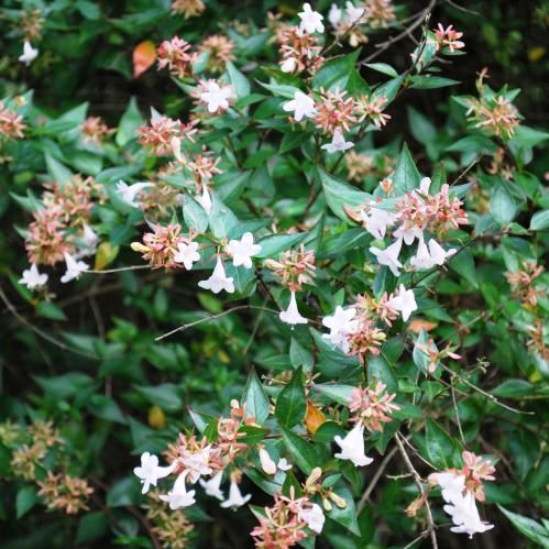 Abelia x grandiflora - Pb6.5