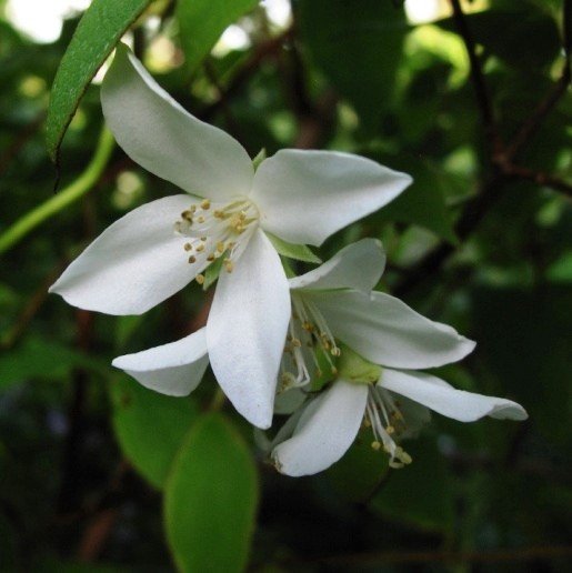 Philadelphus x Birchlands, Sweet Mock Orange - Pb6.5 - Image 2