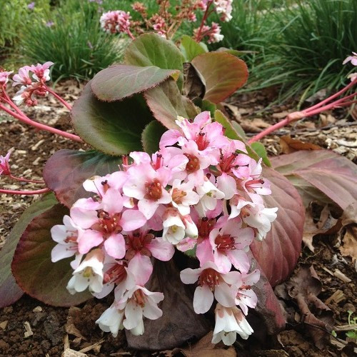 Bergenia Marshmallow - 1.5Ltr/2Ltr - Image 2