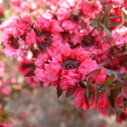 Leptospermum Red Damask, Manuka - 2.5Ltr - Image 2