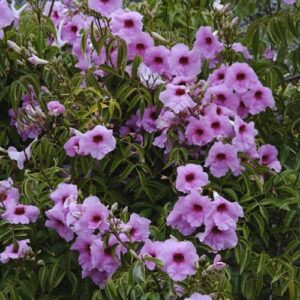 Pandorea Rosea Superba - Pb6.5