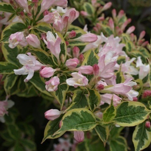 Weigela fl. Variegata - Pb6.5 - Image 2