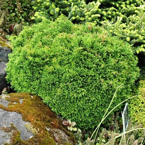 Chamaecyparis l. Green Globe - 1.3Ltr - Image 2